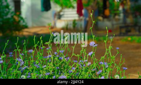 Field of blue Chicory. Cichorium intybus flowers, called as blue sailors, coffee weed, or common succory is herbaceous Stock Photo