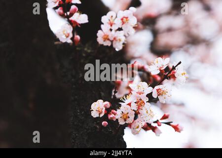 Fresh spring cherry blossoms in full bloom, the spring rain falling on the beautiful plum blossoms, and clear and clean raindrops and water drops on t Stock Photo