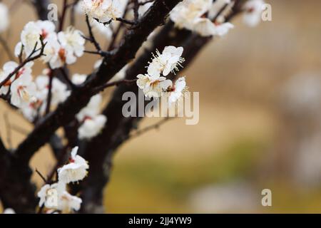 Fresh spring cherry blossoms in full bloom, the spring rain falling on the beautiful plum blossoms, and clear and clean raindrops and water drops on t Stock Photo