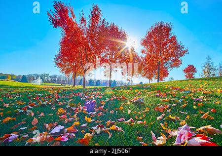 The low angle view of the green meadow with red maple leaves in front of tall trees and shining autumn sun, Mezhyhirya, Ukraine Stock Photo