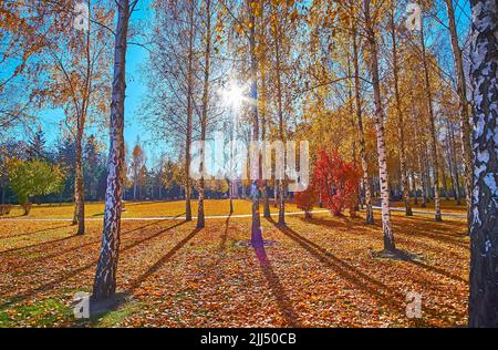 The bright sunshine through the birches in autumn park, Mezhyhirya, Ukraine Stock Photo