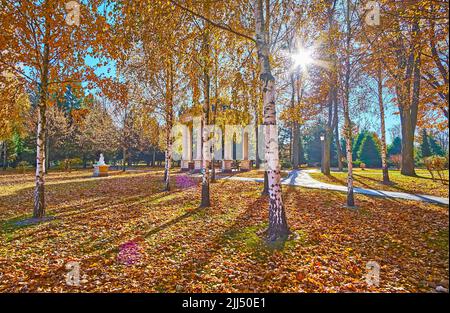 The scenic autumn birch grove with yellow foliage on the trees and on the ground in front of small gazebo, hidden behind the white trees trunks, Mezhy Stock Photo