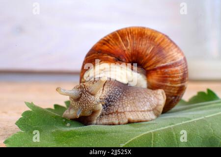 Ecological snail. Farm for growing grape snails. Snail close-up on a leaf of grapes Stock Photo
