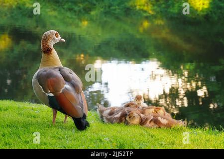 Egyptian goose, Alopochen aegyptiaca and goslings. Stock Photo