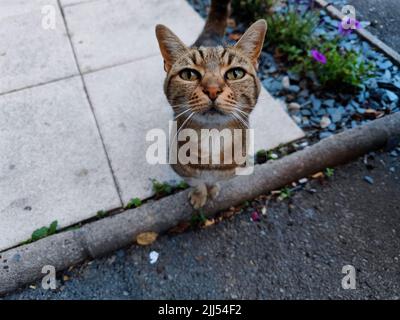 Curious gold red tabby cat looks into the camera during a walk outside Stock Photo