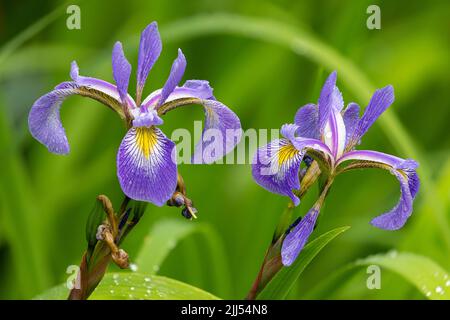 Raindrops on Iris at Aberglasney Gardens Stock Photo