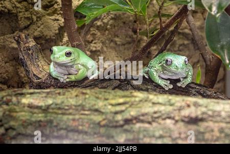 Two American Green Tree Frog, Hyla Cinerea, perched on a branch, against a soft green background. Stock Photo