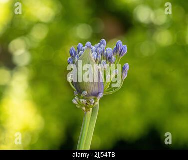 African lily (Agapanthus) purple flowers also called Lily of the Nile Stock Photo