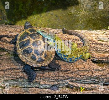 Ocellated lizard (Lacerta lepida or Timon lepidus)and a European pond terrapinon (Emys orbicularis) on a tree trunk. Stock Photo