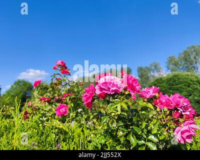 Pink french rose bush in summer with a clear blue sky background Stock Photo