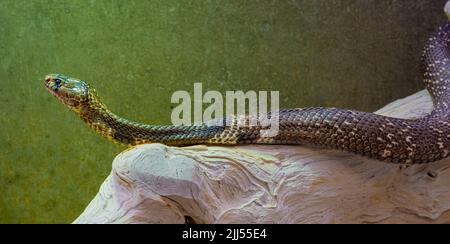 Indian or spectacled cobra (Naja naja) Naja is a genus of venomous elapid snakes. Stock Photo