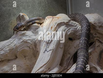 Indian or spectacled cobra (Naja naja) Naja is a genus of venomous elapid snakes. Stock Photo