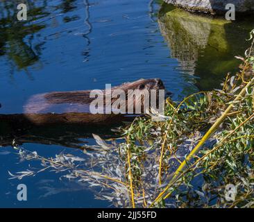 Beaver (Castor canadensis) gnaws on fresh branches Stock Photo