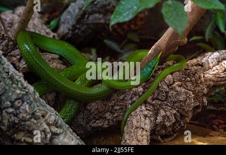 Vietnamese long-nosed snake (Gonyosoma boulengeri) on a branch, captive, Germany Stock Photo