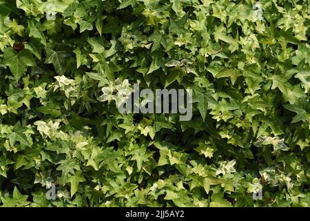 A frame full of Ivy leaves. Stock Photo
