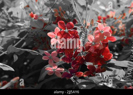 Flowers of Rangoon Creeper. Stock Photo