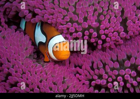 Percula clownfish (Amphiprion percula) also known as Orange clownfish lives in symbiosis with sea anemones, Thailand, Andaman Sea, Asia Stock Photo