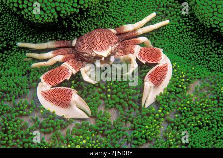 The Porcelain crab (Neopetrolisthes maculatus) lives in symbiosis with a Haddons Sea Anemone (Stichodactyla haddoni), Thailand, Andaman Sea, Asia Stock Photo