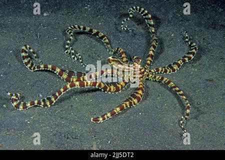 Mimic Octopus (Thaumoctopus mimicus), has the ability to imitate ...