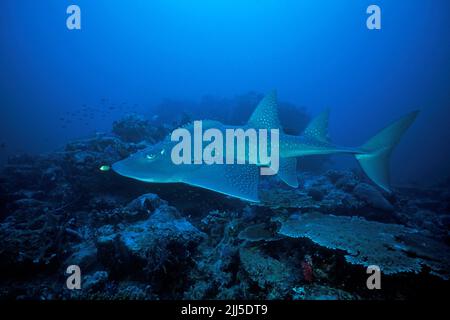 Bowmouth Guitarfish (Rhina ancylostoma), swimming over a coral reef, Thailand, Andaman Sea, Asia Stock Photo