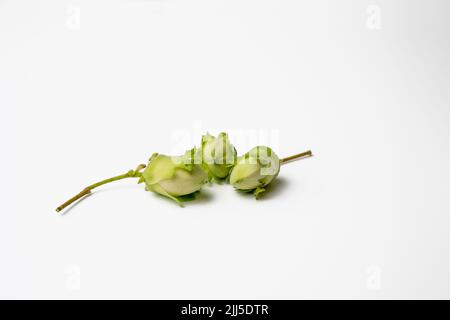 couple of windfall raw hazlenuts in shells and leaf casings isolated on a white background Stock Photo