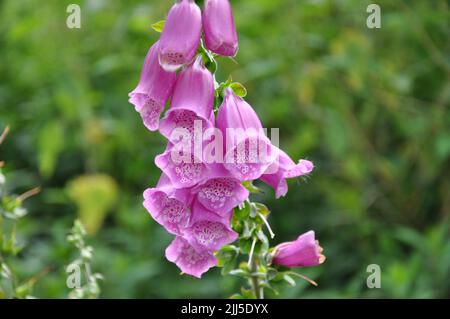 Close up Purple Foxglove Flowers Stock Photo
