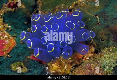 Blue sea squirt (Rhopalaea sp.), sea squirt colony in a coral reef, Andaman Sea, Thailand, Asia Stock Photo
