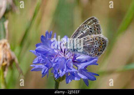 A beautiful butterfly (named Bläuling) on a blue plant Stock Photo