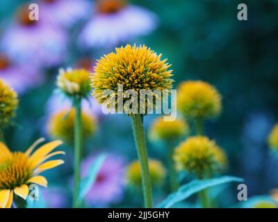 Coneflower (Echinacea purpurea) seed head after the petals have dropped, in a garden in Ottawa, Ontario, Canada. Stock Photo