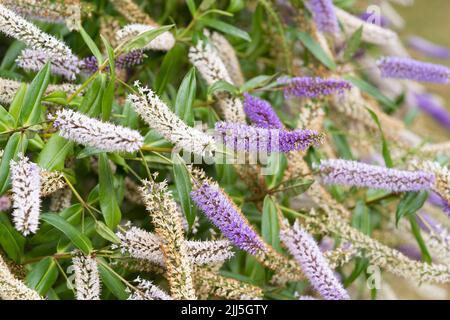 A Veronica midsummer beauty (or hebe midsummer beauty) an evergreen shrub with purple and white flowers flowering in July in Worcestershire, England Stock Photo