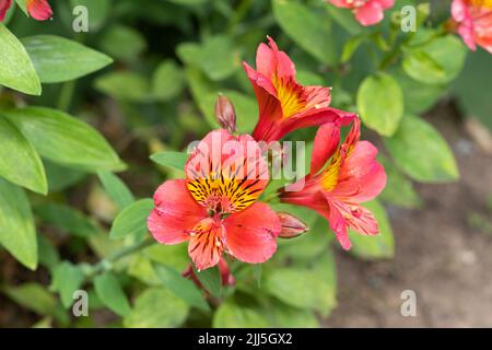 Alstroemeria × hybrida (a hybrid also known as the Peruvian lily pink or lily of the Incas) flowering in a garden in England in July Stock Photo