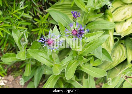 Centaurea montana (Cyanus Montanus L. Hill, commonly known as the perennial cornflower, also mountain bluet / great blue bottle) in July, England Stock Photo