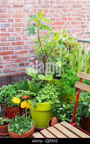 Flower and vegetable plants on balcony Stock Photo