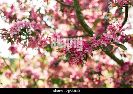 Pink blossoms on branch of apple tree Stock Photo