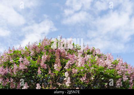 Beautiful lilac tree at park under sky Stock Photo
