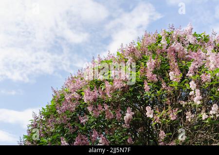 Lilac tree growing at park under sky on sunny day Stock Photo