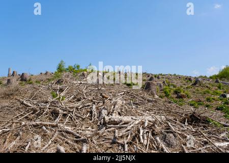 Germany, North Rhine-Westphalia, Deforested landscape in Arnsberg Forest Nature Park Stock Photo