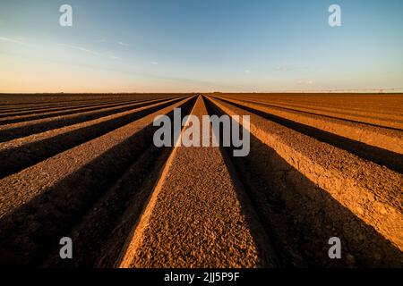 Rows of arable agricultural land under blue sky Stock Photo