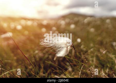 close up of a cotton grass flower in sunlight  in Peak District Stock Photo