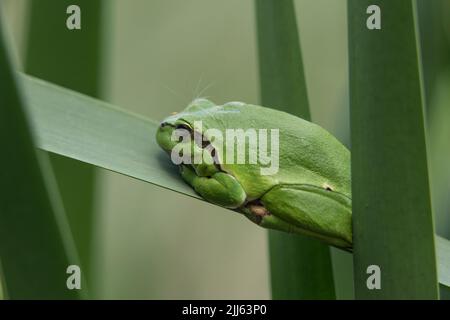 Male of European tree frog (hyla arborea) sitting on a cattail leaf waiting for females during breeding season. Wildlife macro take Stock Photo
