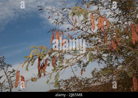 Branches with pods of flame thorn Senegalia ataxacantha. Natural Reserve of Popenguine. Thies. Senegal. Stock Photo