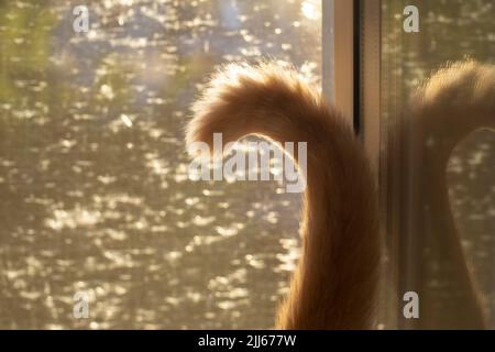 Tail of cat. Tail is in sunlight. Pet on window. Cat at home. Stock Photo