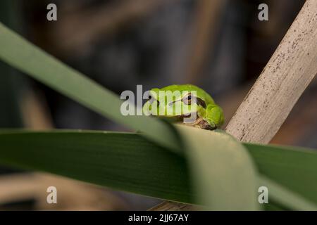 Male of European tree frog (hyla arborea) sitting on a cattail leaf waiting for females during breeding season. Wildlife macro take Stock Photo