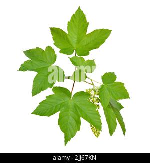 Acer pseudoplatanus, known as the sycamore in the British Isles and as the sycamore maple. Flowering branch. Isolated on white Stock Photo