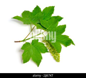 Acer pseudoplatanus, known as the sycamore in the British Isles and as the sycamore maple. Flowering branch. Isolated on white Stock Photo