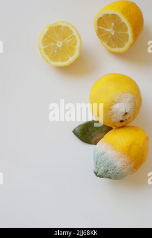 Blue mold on yellow lemon. Lemon with mold and fresh lemon on a white background. Spoiled lemon with mold. Top view Stock Photo