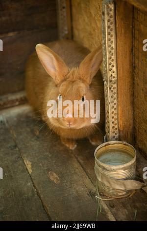 New Year with pets. Rabbit symbol of 2023 in his cage Stock Photo - Alamy