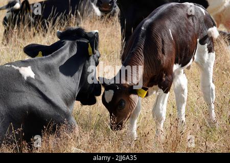 Calf and cow. Mother and child contact each other. The owner believes in natural cows and doesn't remove their horns. The calf has a black-red coat. Stock Photo