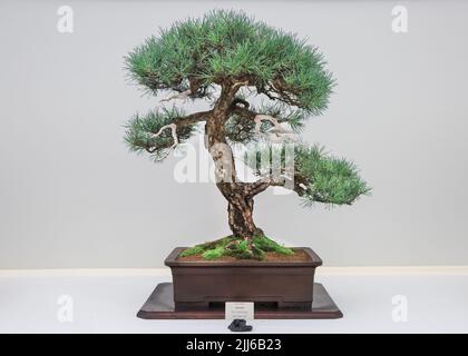 Pinus sylvestris, scots pine, bonsai tree in pot, Derbyshire Bonsai display, Hampton Court Flower Show Stock Photo