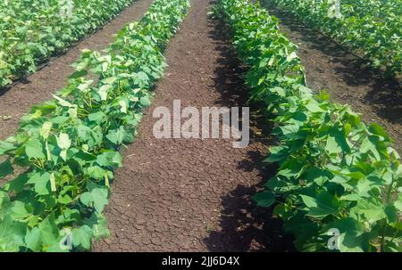 Cotton plants in rows Stock Photo